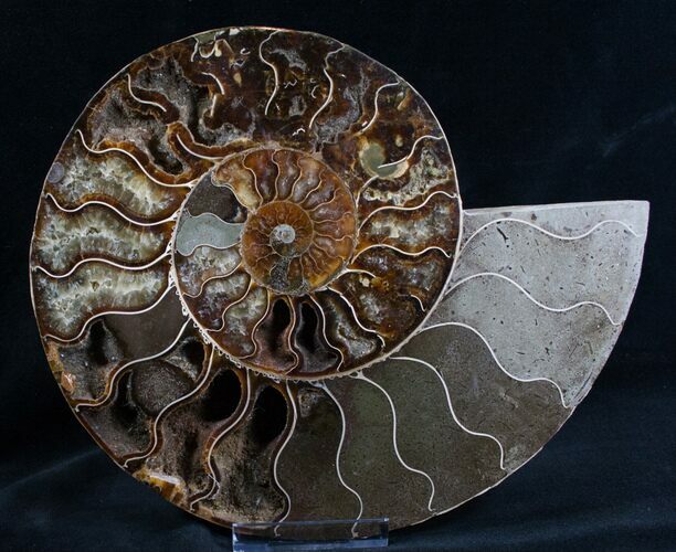 Split Ammonite Half - Agatized Chambers #7575